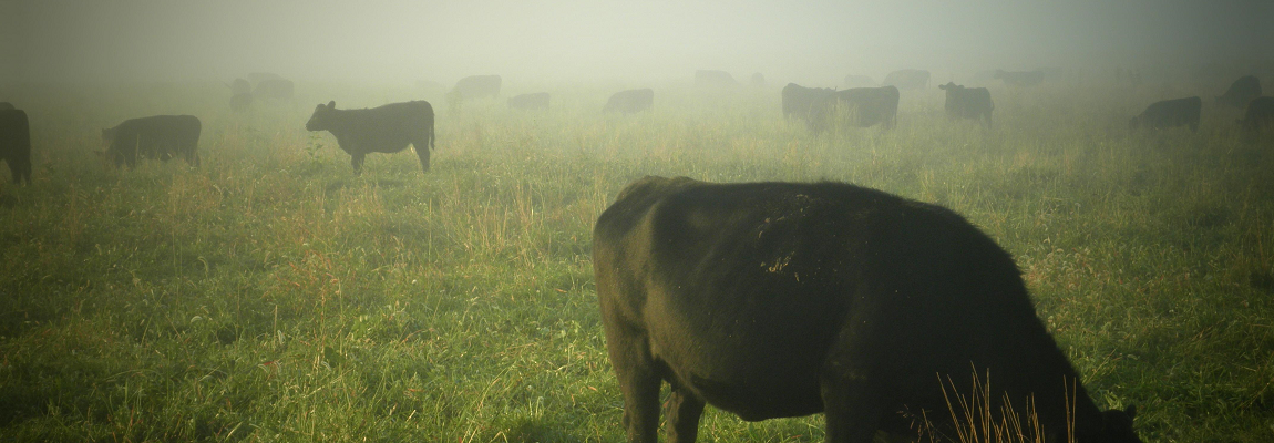 Beef Processing