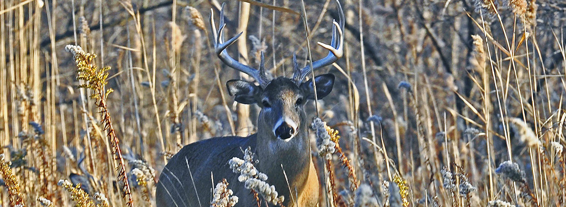 Wild Game Processing